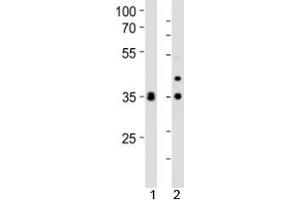 Western blot analysis of lysate from 1) human HeLa and 2) mouse NIH3T3 cell line using WDR5 antibody at 1:1000.