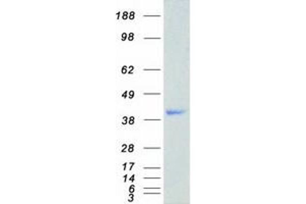 HNRNPA1 Protein (Transcript Variant 1) (Myc-DYKDDDDK Tag)