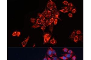 Immunofluorescence analysis of HeLa cells using GNAI2 Polyclonal Antibody at dilution of 1:100 (40x lens).