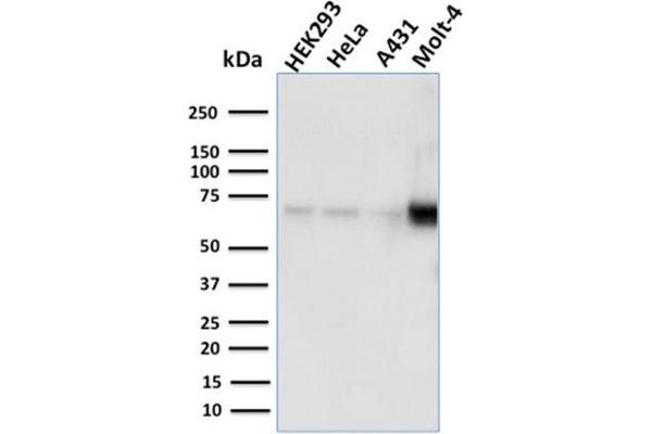 NFE2L1 antibody