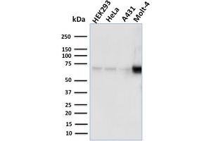 Western Blot Analysis of human HEK293, HeLa, A431, MOLT4 cell lysates using NRF1 Mouse Monoclonal Antibody (NRF1/2609). (NFE2L1 antibody)