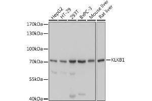 Western blot analysis of extracts of various cell lines, using KLKB1 antibody (ABIN6129407, ABIN6142966, ABIN6142968 and ABIN6220944) at 1:1000 dilution. (KLKB1 antibody  (AA 20-300))