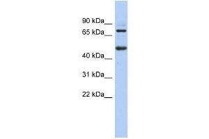 ZBTB26 antibody used at 0. (ZBTB26 antibody  (N-Term))