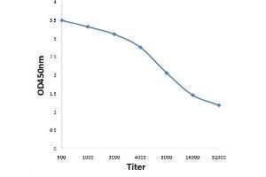 Antigen: 0. (SORL1 antibody  (AA 2001-2100))