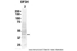 Sample Type: 2. (EIF3H antibody  (N-Term))