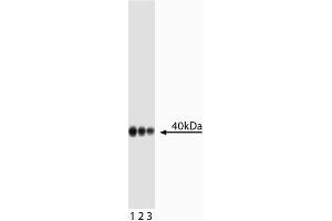Western blot analysis of Wnt16. (WNT16 antibody)