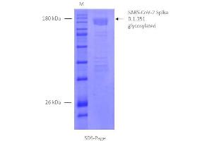 SDS-Page of purified SPIKE in detergent mycelle. (SARS-CoV-2 Spike Protein (B.1.351 - beta) (rho-1D4 tag))