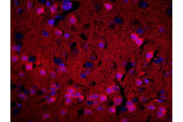 ADORA1 antibody  (AA 225-326)