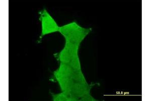 Immunofluorescence of purified MaxPab antibody to PRKAA2 on 293 cell. (PRKAA2 antibody  (AA 1-552))