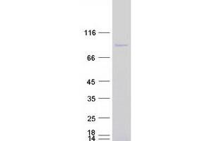 Validation with Western Blot (APLF Protein (Myc-DYKDDDDK Tag))