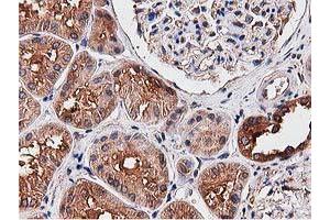 Immunohistochemical staining of paraffin-embedded Human Kidney tissue using anti-NUDT6 mouse monoclonal antibody.