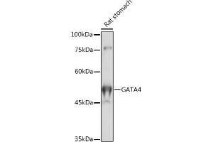 Western blot analysis of extracts of Rat stomach, using G antibody (ABIN6133721, ABIN6140975, ABIN6140976 and ABIN6217864) at 1:1000 dilution. (GATA4 antibody  (AA 50-150))