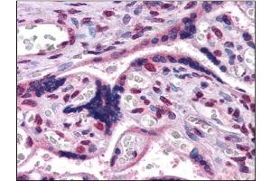 Immunohistochemistry Image: Human Placenta: Formalin-Fixed, Paraffin-Embedded (FFPE) (GBX2 antibody  (Internal Region))