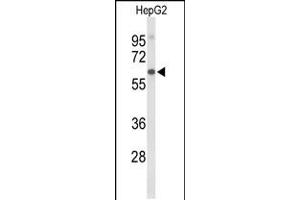 Western blot analysis of AFM Antibody in HepG2 cell line lysates (35ug/lane) (Afamin antibody  (N-Term))