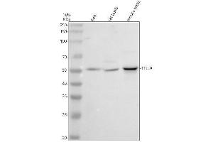 anti-Tubulin tyrosine Ligase-Like Family, Member 9 (TTLL9) (AA 36-439) antibody