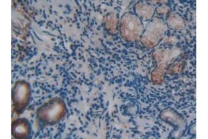 DAB staining on IHC-P; Samples: Human Stomach Tissue (REG3g antibody  (AA 87-175))