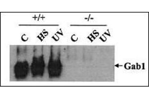 Wild-type (+/+) and Gab1-/- (-/-) cells were heat shocked (HS) at 42 °C for 1 h or irradiated with UV-B light (400 J/m2) and then incubated at 37? (GAB1 antibody)