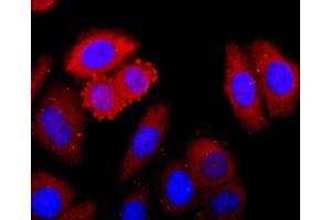 HepG2 cells were fixed in paraformaldehyde, permeabilized with 0. (CDK1 antibody)