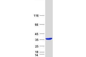 Validation with Western Blot (Aminoacylase 3 Protein (ACY3) (Myc-DYKDDDDK Tag))