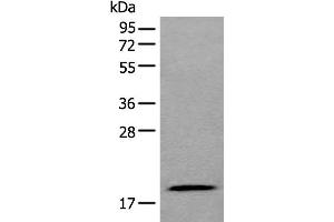 Western blot analysis of 293T cell lysate using ZNHIT1 Polyclonal Antibody at dilution of 1:400 (ZNHIT1 antibody)