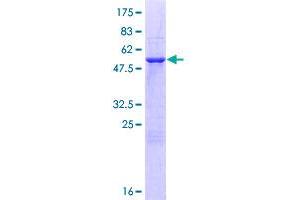 Image no. 1 for N-Acetylneuraminate Pyruvate Lyase (Dihydrodipicolinate Synthase) (NPL) (AA 1-240) protein (GST tag) (ABIN1312876) (NPL Protein (AA 1-240) (GST tag))