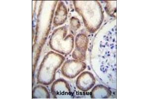 CLEC3B Antibody (Center) (ABIN656570 and ABIN2845832) immunohistochemistry analysis in formalin fixed and paraffin embedded human kidney tissue followed by peroxidase conjugation of the secondary antibody and DAB staining. (CLEC3B antibody  (AA 95-122))