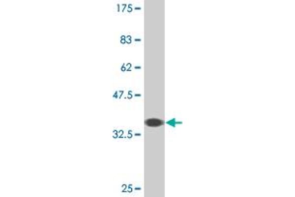 TRIM17 / RNF16 antibody  (AA 75-184)