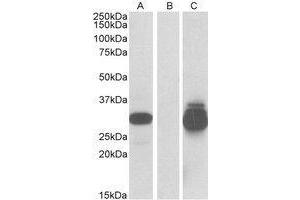 HEK293 lysate (10 µg protein in RIPA buffer) overexpressing Human PPPDE1 with C-terminal MYC tag probed with AP23656PU-N (0. (PPPDE1 antibody  (Internal Region))
