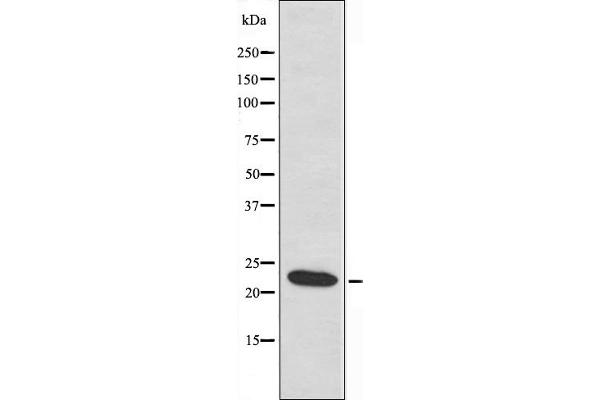 MRPL40 antibody  (C-Term)