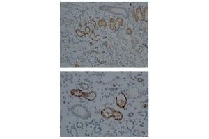 CYP1A1 antibody staining of Human kidney tissue at a dilution of 1:100 (CYP1A1 antibody  (Middle Region))