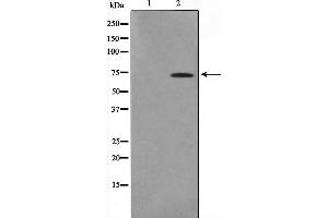 Western blot analysis on HuvEc cell lysate using IF3EI Antibody,The lane on the left is treated with the antigen-specific peptide. (EIF3L antibody  (N-Term))