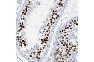 Immunohistochemical staining of human testis with SGOL2 polyclonal antibody  shows strong nuclear positivity in cells of seminiferus ducts at 1:50-1:200 dilution. (SGOL2 antibody)