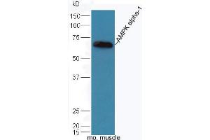 Mouse muscle lysates probed with Rabbit Anti-AMPK alpha-1 Polyclonal Antibody, Unconjugated (ABIN2170161) at 1:300 overnight at 4 °C. (PRKAA1 antibody  (AA 351-450))