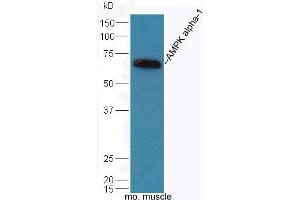 Mouse muscle lysates probed with Rabbit Anti-AMPK alpha-1 Polyclonal Antibody, Unconjugated (ABIN2170161) at 1:300 overnight at 4 °C. (PRKAA1 antibody  (AA 351-450))