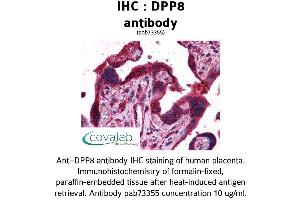 Image no. 1 for anti-Dipeptidyl-Peptidase 8 (DPP8) (AA 1-39) antibody (ABIN1733752) (DPP8 antibody  (AA 1-39))