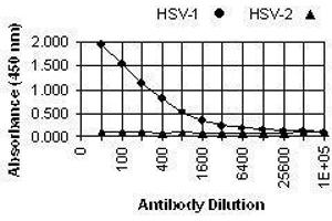 ELISA image for anti-Herpes Simplex Virus Type 1 ICP0 (HSV1 ICP0) antibody (ABIN265560) (HSV1 ICP0 antibody)