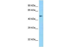 WB Suggested Anti-MSR1 Antibody Titration: 1. (Macrophage Scavenger Receptor 1 antibody  (N-Term))