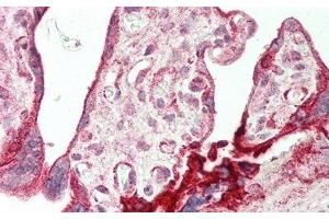Detection of AREG in Human Placenta Tissue using Polyclonal Antibody to Amphiregulin (AREG) (Amphiregulin antibody  (AA 20-100))