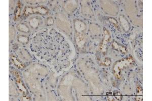 Immunoperoxidase of monoclonal antibody to CALML5 on formalin-fixed paraffin-embedded human kidney. (CALML5 antibody  (AA 1-146))