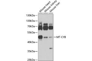 Western blot analysis of extracts of various cell lines, using MT-CYB antibody (ABIN6135110, ABIN6144105, ABIN6144106 and ABIN6225085) at 1:1000 dilution. (Cytochrome b antibody  (AA 1-100))