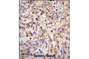 CLEC11A Antibody immunohistochemistry analysis in formalin fixed and paraffin embedded human spleen tissue followed by peroxidase conjugation of the secondary antibody and DAB staining. (CLEC11A antibody  (AA 145-174))