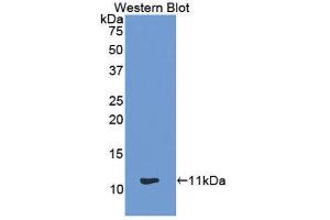 Western Blotting (WB) image for anti-Chemokine (C-C Motif) Ligand 13 (CCL13) (AA 24-98) antibody (ABIN1859789) (CCL13 antibody  (AA 24-98))