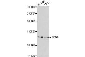 Western blot analysis of extracts of various cell lines, using ZEB1 antibody (ABIN2560822) at 1:1000 dilution. (ZEB1 antibody)