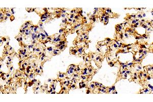 Detection of ANXA1 in Mouse Lung Tissue using Polyclonal Antibody to Annexin A1 (ANXA1) (Annexin a1 antibody  (AA 6-346))