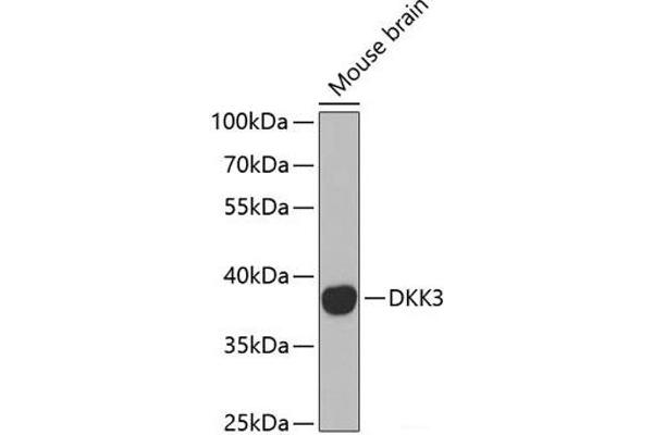DKK3 antibody
