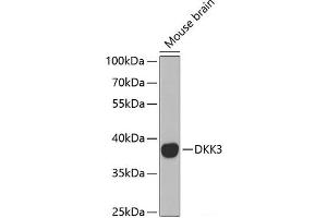 DKK3 antibody