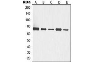 Western blot analysis of p63 expression in A549 (A), HCT116 (B), COLO205 (C), LOVO (D), HT29 (E) whole cell lysates.