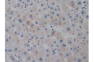 Used in DAB staining on fromalin fixed paraffin- embedded liver tissue (AMELX antibody  (AA 49-187))