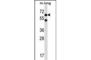 Mouse Nlk Antibody (C-term) (ABIN657850 and ABIN2846811) western blot analysis in mouse lung tissue lysates (35 μg/lane). (Nemo-Like Kinase antibody  (C-Term))