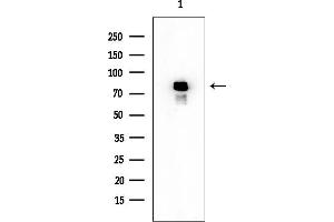 anti-Origin Recognition Complex, Subunit 3 (ORC3) (Internal Region) antibody